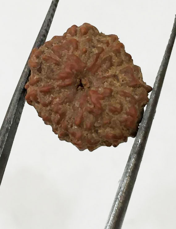 10 Mukhi Certified Rudraksha (Indonesia Origin) Size- 14mm